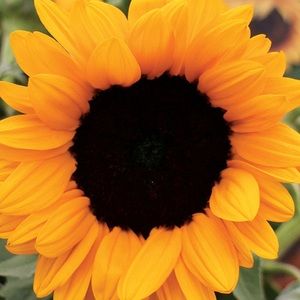 Meet your Posher, Natalia